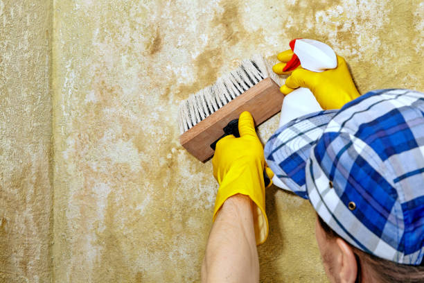 Best Mold Remediation for Healthcare Facilities  in Alamogordo, NM