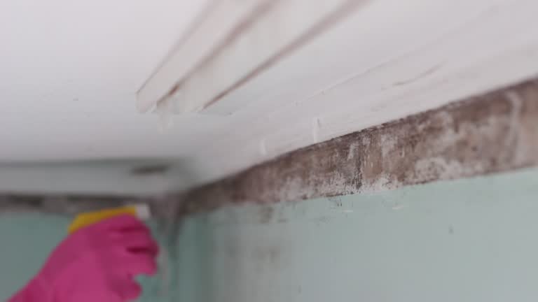 Best Mold Removal for HVAC Installations  in Alamogordo, NM